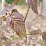 Acer caudatifolium List