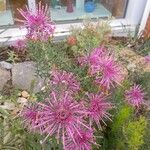 Isopogon formosusBlüte