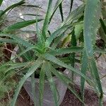 Aloe arborescens Листок