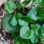 Asarum europaeum Leaf