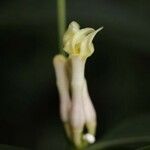 Bonafousia disticha Flower