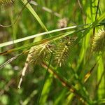 Carex hystericina Vrucht