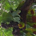 Platycerium elephantotis Leaf