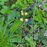 Pyrola chlorantha Flor