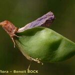 Vicia cassubica ഫലം