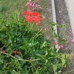 Pelargonium peltatum Flower