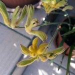Hypericum tomentosum Fleur