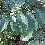 Magnolia figo Hoja
