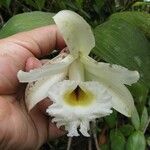 Sobralia leucoxantha മറ്റ്