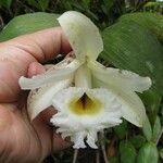 Sobralia leucoxantha Іншае