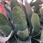 Gasteria carinata Leaf