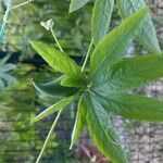 Cyclanthera pedata Fruit