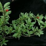 Lonicera angustifolia 形態