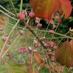 Euonymus hamiltonianus Frucht