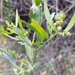 Salvadora persica Λουλούδι