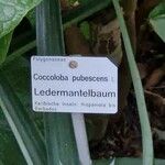 Coccoloba pubescens Άλλα