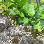 Hedera canariensis Leaf