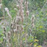 Andropogon bicornis Leaf