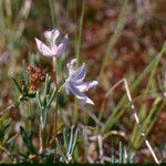 Calopogon tuberosus Habitus