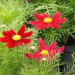 Cosmos bipinnatus Fula
