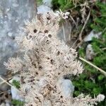 Echium italicum Fruit