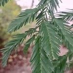 Sequoia sempervirens Foglia