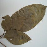 Cathedra acuminata Други