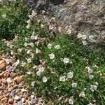 Silene uniflora Flor