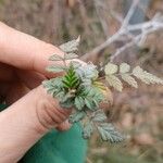Rubus thibetanus Hoja