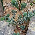 Kalanchoe fedtschenkoi Habit
