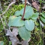 Micranthes californica Leaf