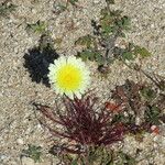 Malacothrix glabrata Flower