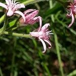 Oxypetalum solanoides Flor