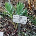 Fritillaria persica Blad