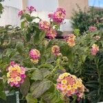 Lantana camara फूल