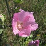 Malva thuringiaca Flower