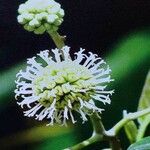 Camptotheca acuminata Blüte
