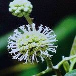 Camptotheca acuminata Flower