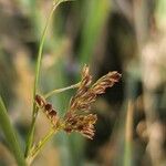 Juncus inflexus Flower