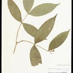 Tabernaemontana rupicola 葉