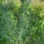 Asphodeline lutea برگ