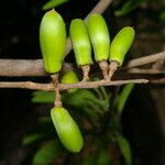 Sideroxylon stenospermum Plod