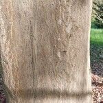Acer cappadocicum বাকল
