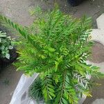 Buxus rolfei Blatt