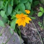 Coreopsis auriculata Kvet