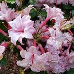 Rhododendron periclymenoides ᱵᱟᱦᱟ