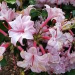 Rhododendron periclymenoides Blomma