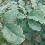 Berberis vulgaris Blad