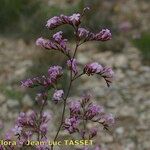 Limonium insigne Flower