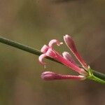 Asperula aristata subsp. scabraFlower